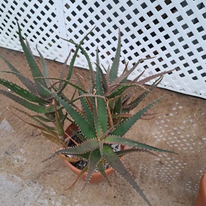 Aloe Dark Green PRICE: $45