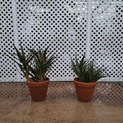 Aloe Dark Green PRICE: $45
INVENTORY: 2