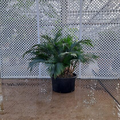 Areca Palm
PRICE: $300
QUANTITY: 6