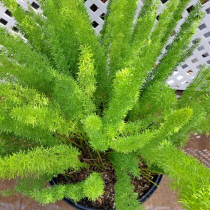 Asparagus Fern 
PRICE: $125