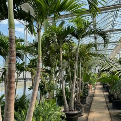 #25 Assorted Christmas Palms
PRICE: $250-$600
STORAGE: varies
CONTAINER: varies
AGE: varies