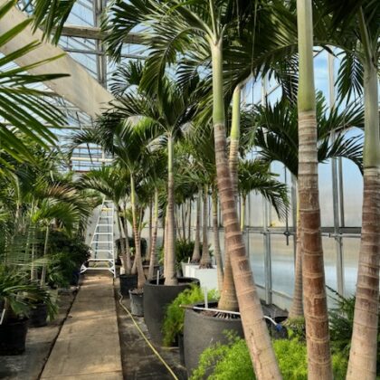 #25 Assorted Christmas Palms
PRICE: $250-$600
STORAGE: varies
CONTAINER: varies
AGE: varies