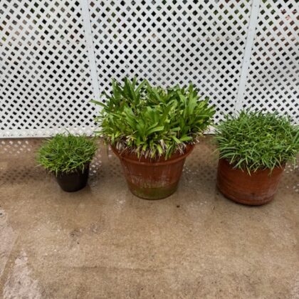 #17 Assorted Agapanthus
PRICE: $50-$250
STORAGE: varies
CONTAINER: varies
AGE: varies