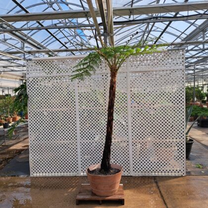 Australian Tree Fern
PRICE: $750