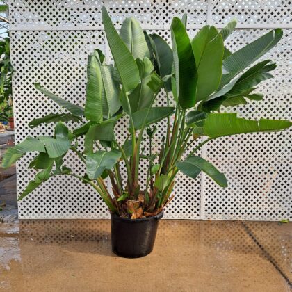 Bird of Paradise PRICE: $575