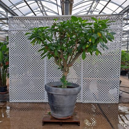 Brugmansia Pink
PRICE: $1000