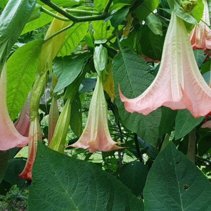 Brugmansia Pink
PRICE: $1000