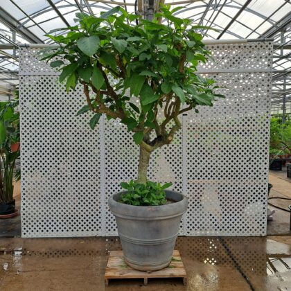 Brugmansia Pink
PRICE: $1000