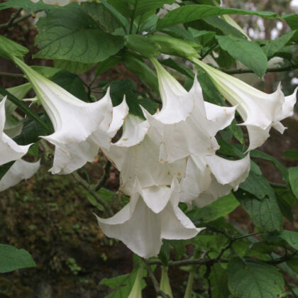 Brugmansia White
PRICE: $175