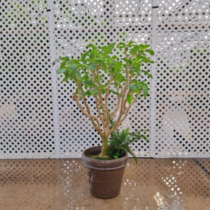 Brugmansia White
PRICE: $175