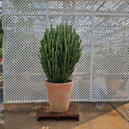 Cactus
PRICE: $350