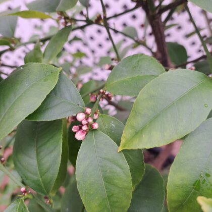 Citrus Bush PRICE: $250