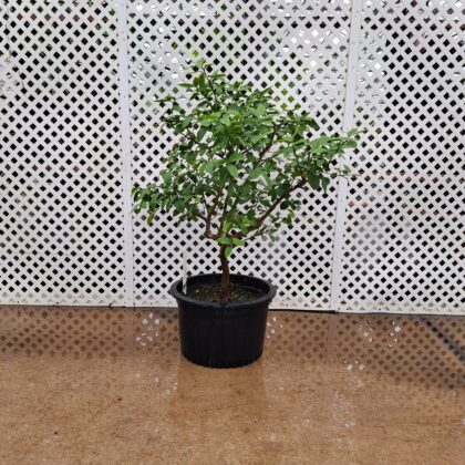 Citrus Bush PRICE: $250