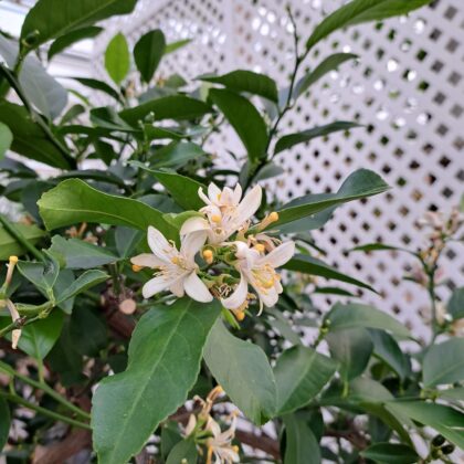 Citrus Meyer Lemon
PRICE: $250