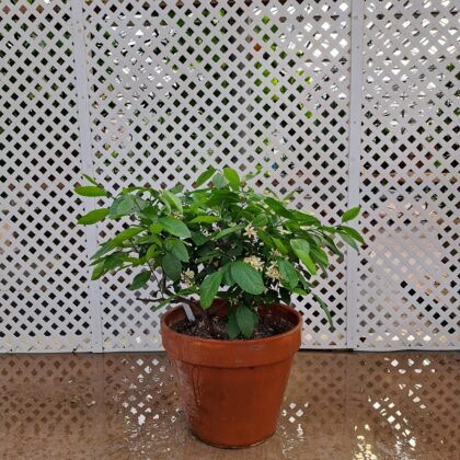 Citrus Meyer Lemon
PRICE: $250