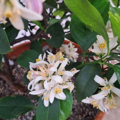 Citrus Meyer Lemon
PRICE: $700