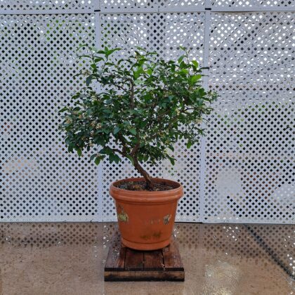 Citrus Meyer Lemon
PRICE: $700