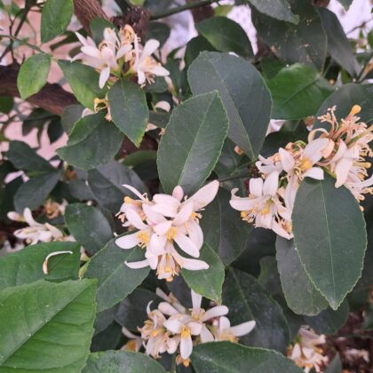 Citrus Meyer Lemon
PRICE: $700