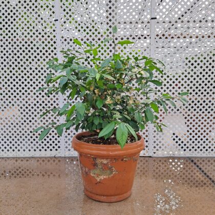 Citrus Meyer Lemon
PRICE: $700