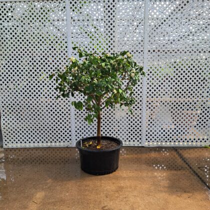 Citrus Standard PRICE: $350