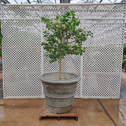 Citrus Standard PRICE: $800