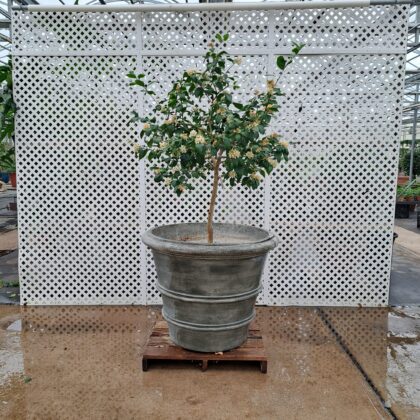 Citrus Standard PRICE: $800