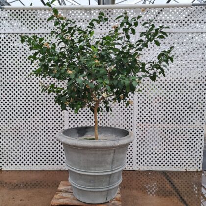 Citrus Standard PRICE: $800
