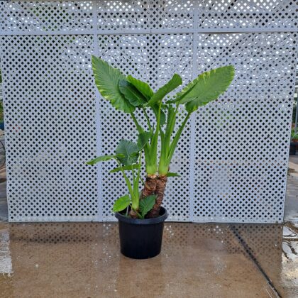 Colocasia PRICE: $300