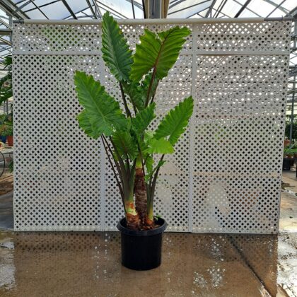 Curly Leaf ColocasiaPRICE: $400