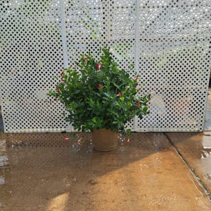 Dipladenia Red 
PRICE: $175