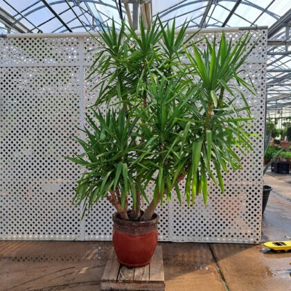 Dracaena
PRICE $800