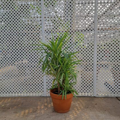 Dracaena Varigated - 200-3