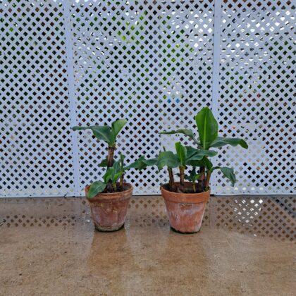 Dwarf BananaPRICE: $75
INVENTORY: 2