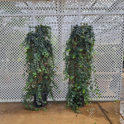 English Ivy TrellisPRICE: $225
INVENTORY: 2