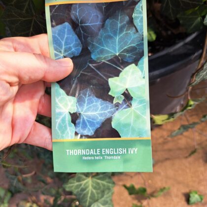 English Ivy TrellisPRICE: $