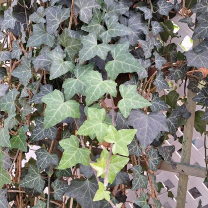 English Ivy Trellis