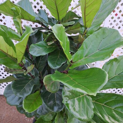 Fiddleaf Fig Ficus BushPRICE: $300
