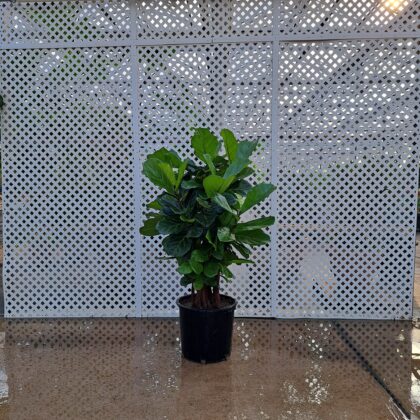 Fiddleaf Fig Ficus BushPRICE: $300