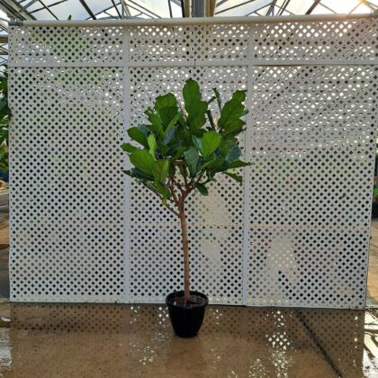 Fiddleaf Fig Ficus StandardPRICE: $300
