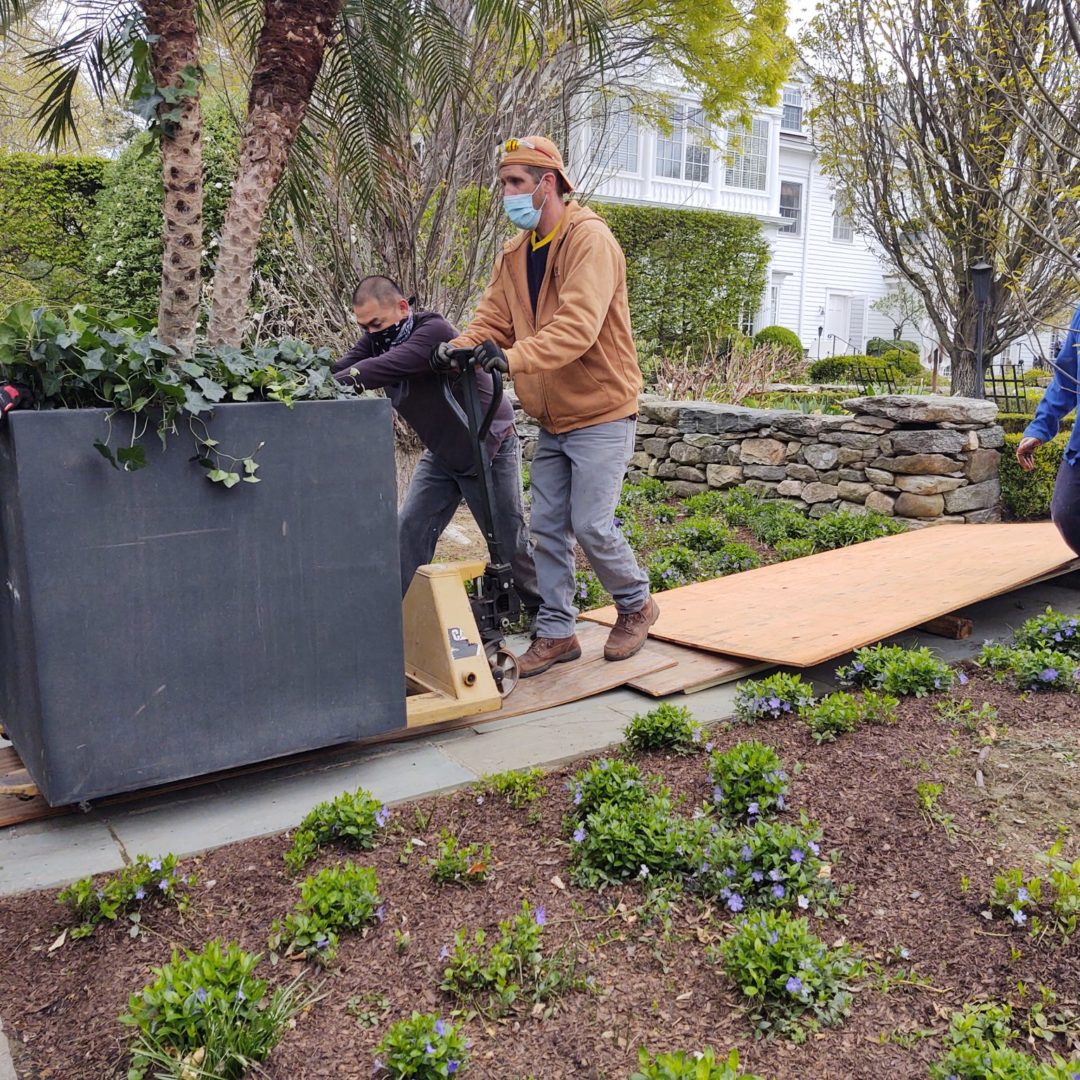 Delivery Teams Create Plywood Road for Date Palm Delivery