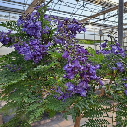 Jacaranda Flower
PRICE: inquire