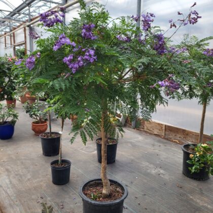 Jacaranda flowering
PRICE: inquire