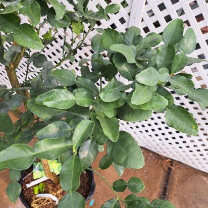 Kaffir Lime Citrus StandardPRICE: $275
