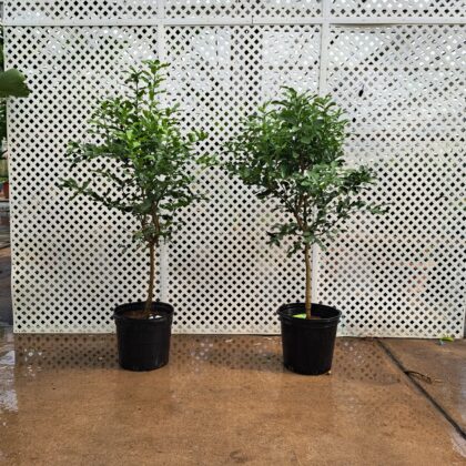 Kaffir Lime Citrus Standard PRICE: $275