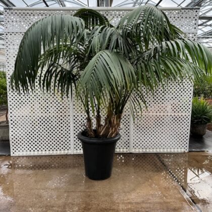#13 Kentia Palm 
PRICE: $900 each 
STORAGE: $800-$1000
DELIVERY: $500
CONTAINER: 27” Gray Plastic 
AGE: 15 
INVENTORY: 2 available