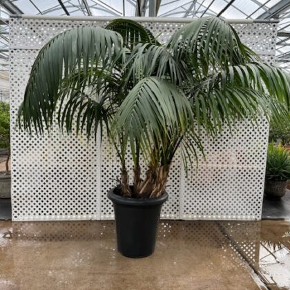 #13 Kentia Palm 
PRICE: $900 each 
STORAGE: $800-$1000
DELIVERY: $500
CONTAINER: 27” Gray Plastic 
AGE: 15