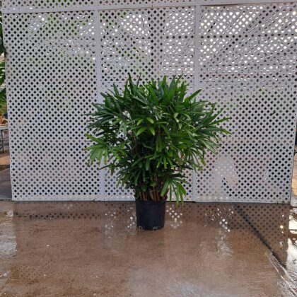 Lady PalmPRICE: $300