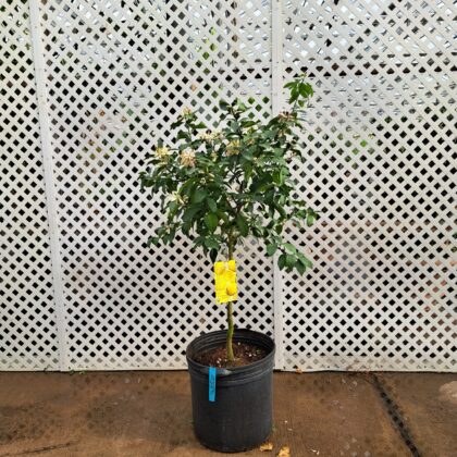 Meyer LemonPRICE: $250