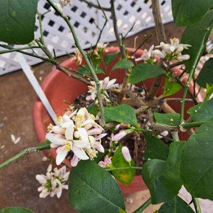 Meyer Lemon Citrus BushPRICE: $150