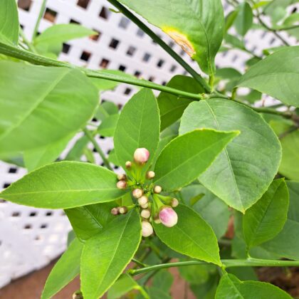 Meyer Lemon Citrus Bush PRICE: $325